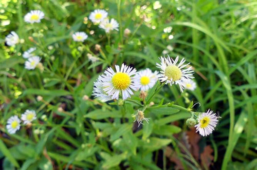种植好项目推荐,种植药材创业项目推荐