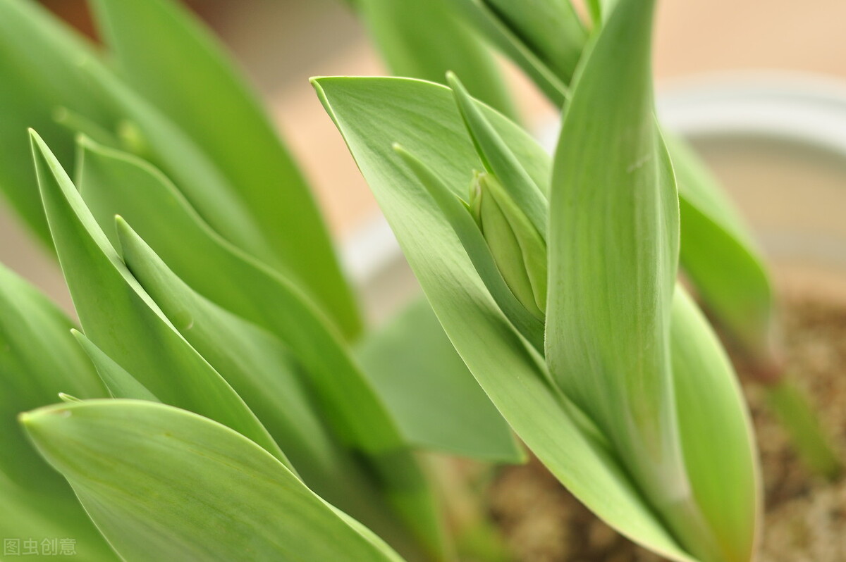 网上买花会不会被骗,网上买的花为何难栽活