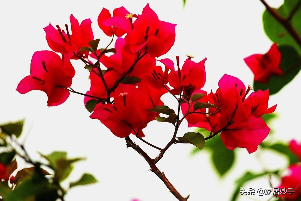 家庭养花自制肥料最简单,家庭养花自制花肥技巧