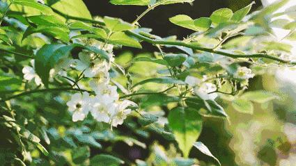 什么样的普洱茶口感算是好茶,普洱茶文化与品茶知识