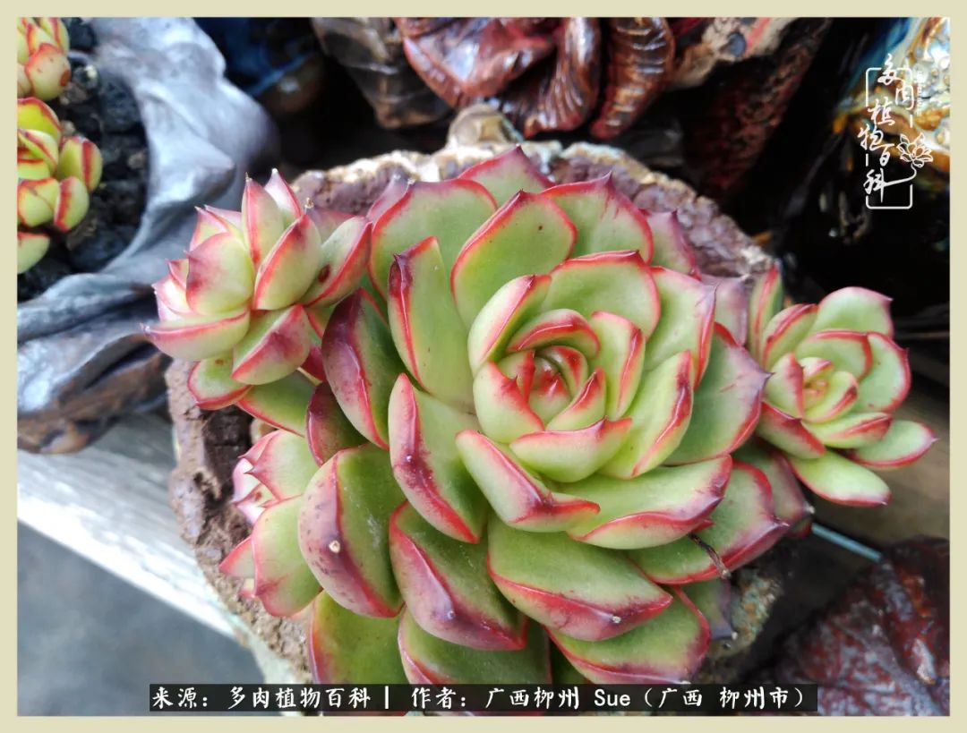 艳阳高照凉爽贵州,我要勤快地捕捉美好!(二)