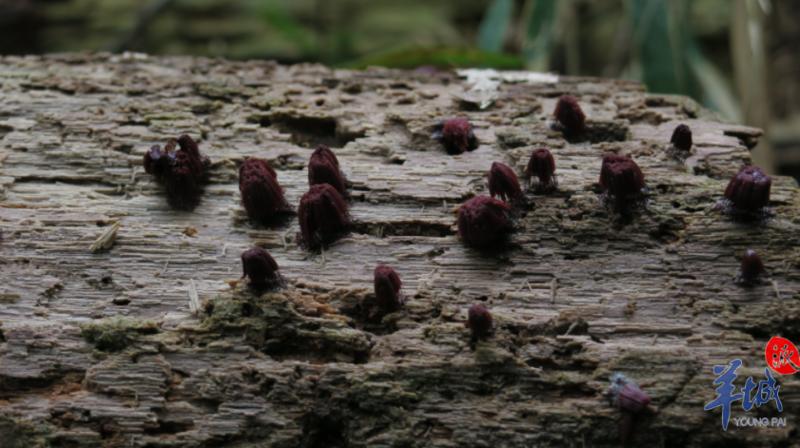 科学探秘未解之谜视频,科学探秘未解之谜