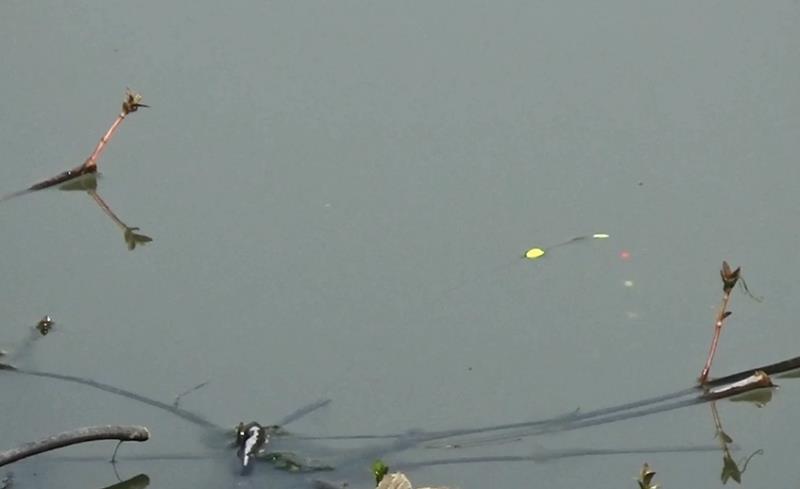 钓鱼如何化解鱼情问题,钓鱼钓的鱼获一般怎么处理