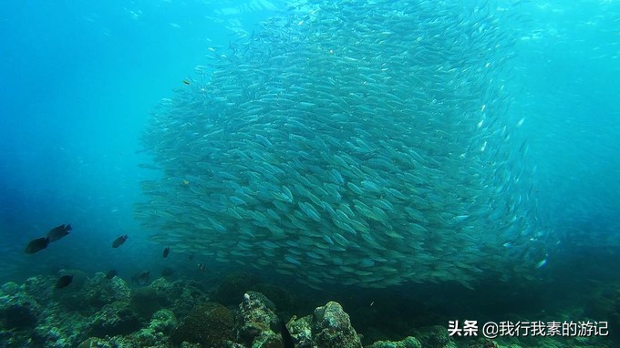 想去看鲸鲨？这里可以满足你