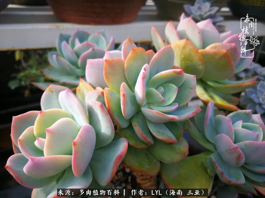 养多肉一年花了3万,养多肉一千多盆