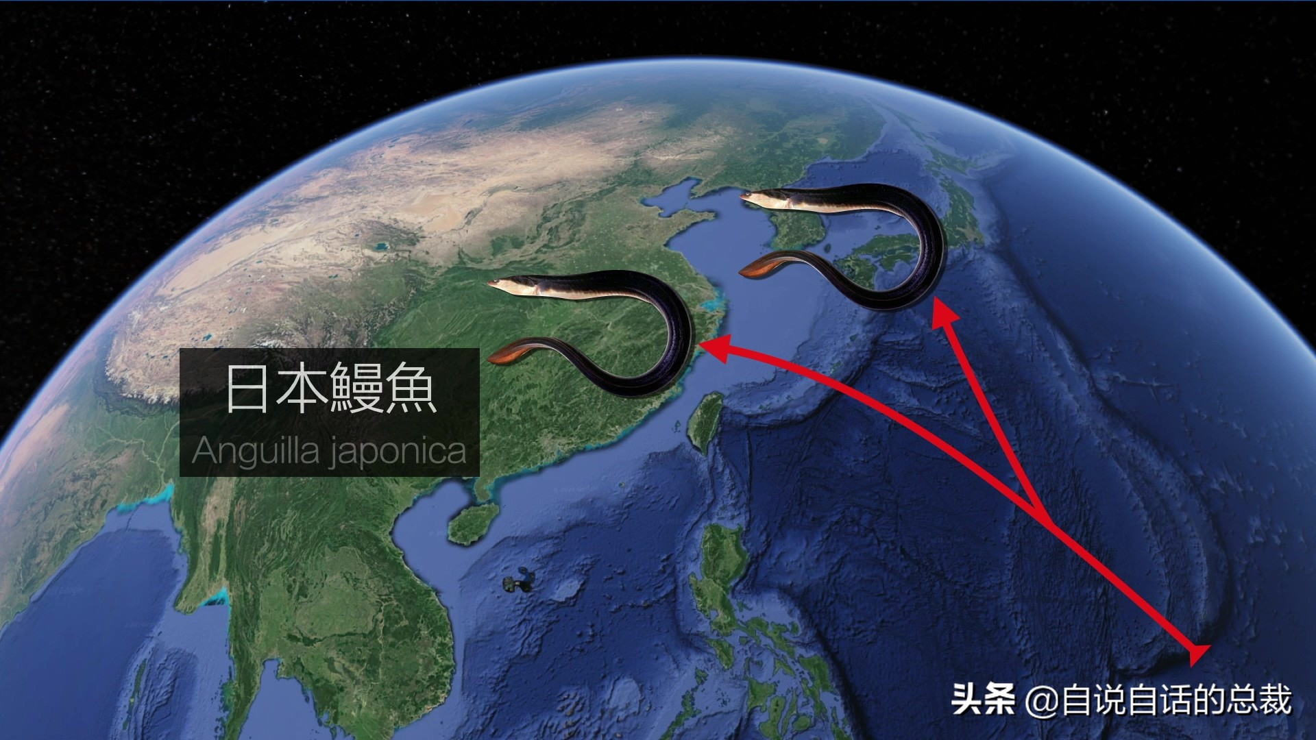 原来，你吃的鳗鱼，每一只都见过海底深渊的秘密｜自说自话的总裁