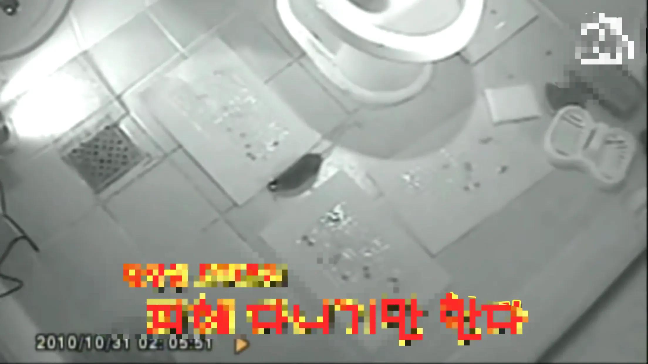 马桶下水道里有老鼠怎么办,老鼠真的能从马桶进入你家里吗