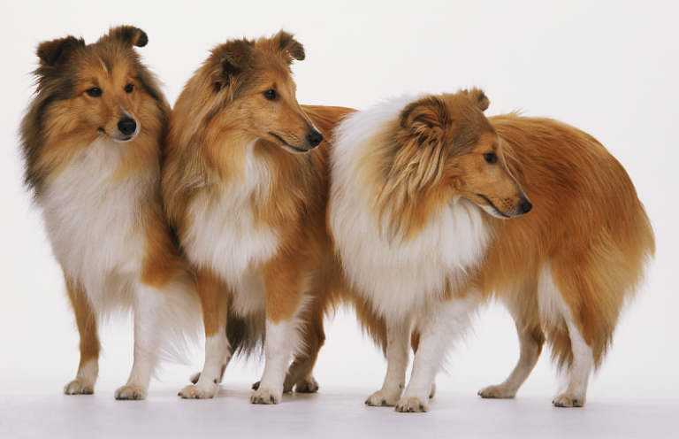 常见的宠物狗品种有哪些,宠物狗大型犬不掉毛有哪些品种