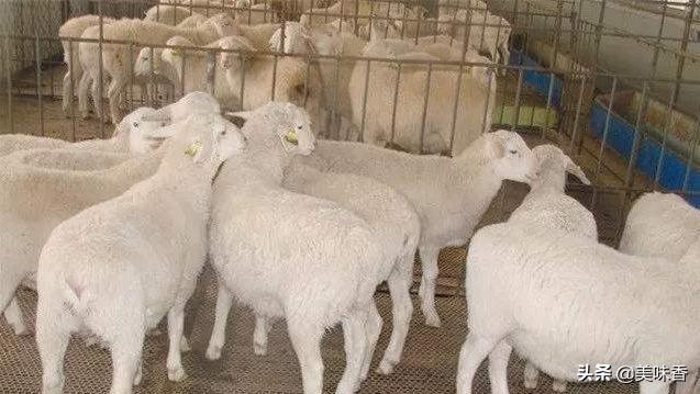 如何去把羊的瘤胃养好,羊胃瘤怎么养最好