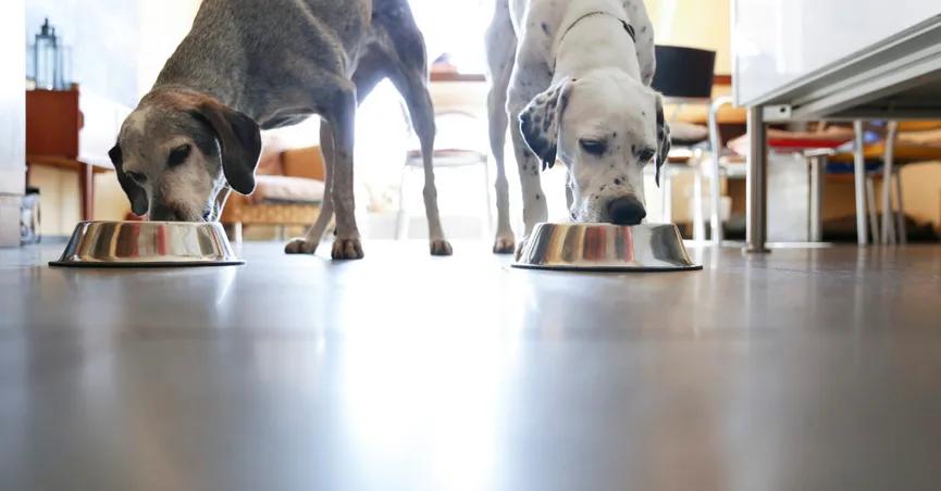 无谷物狗粮一定好？主人们认定的无谷狗粮，到底有哪些误会？