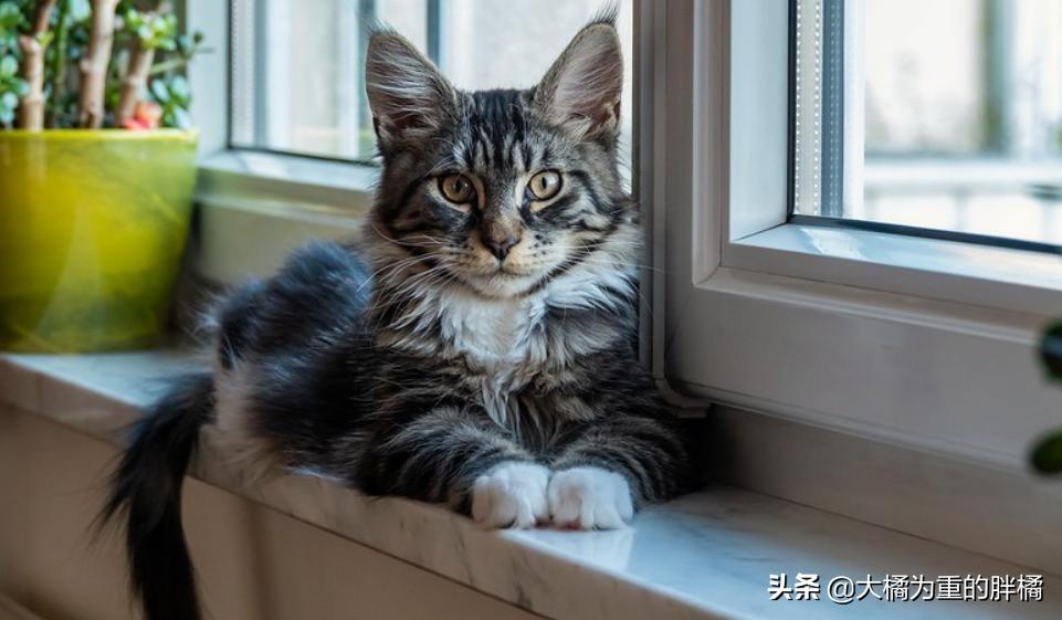 天冷了猫咪也要存肉御寒了,冬天猫咪怕冷吗该怎么给猫咪保暖