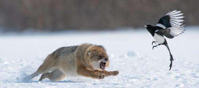 追兔捉鹰,撵兔子逮鹰的话