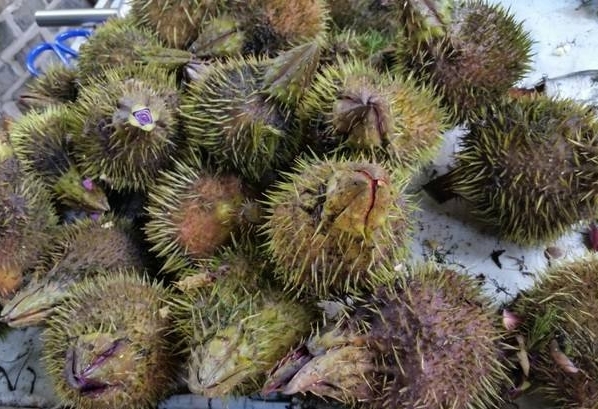 补脾中药芡实的功效与作用,芡实怎么吃补肾补脾