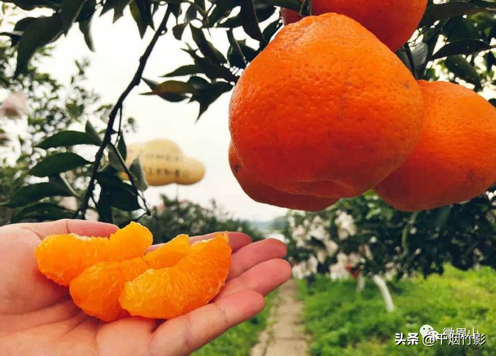 不知火春见,不知火丑橘春见