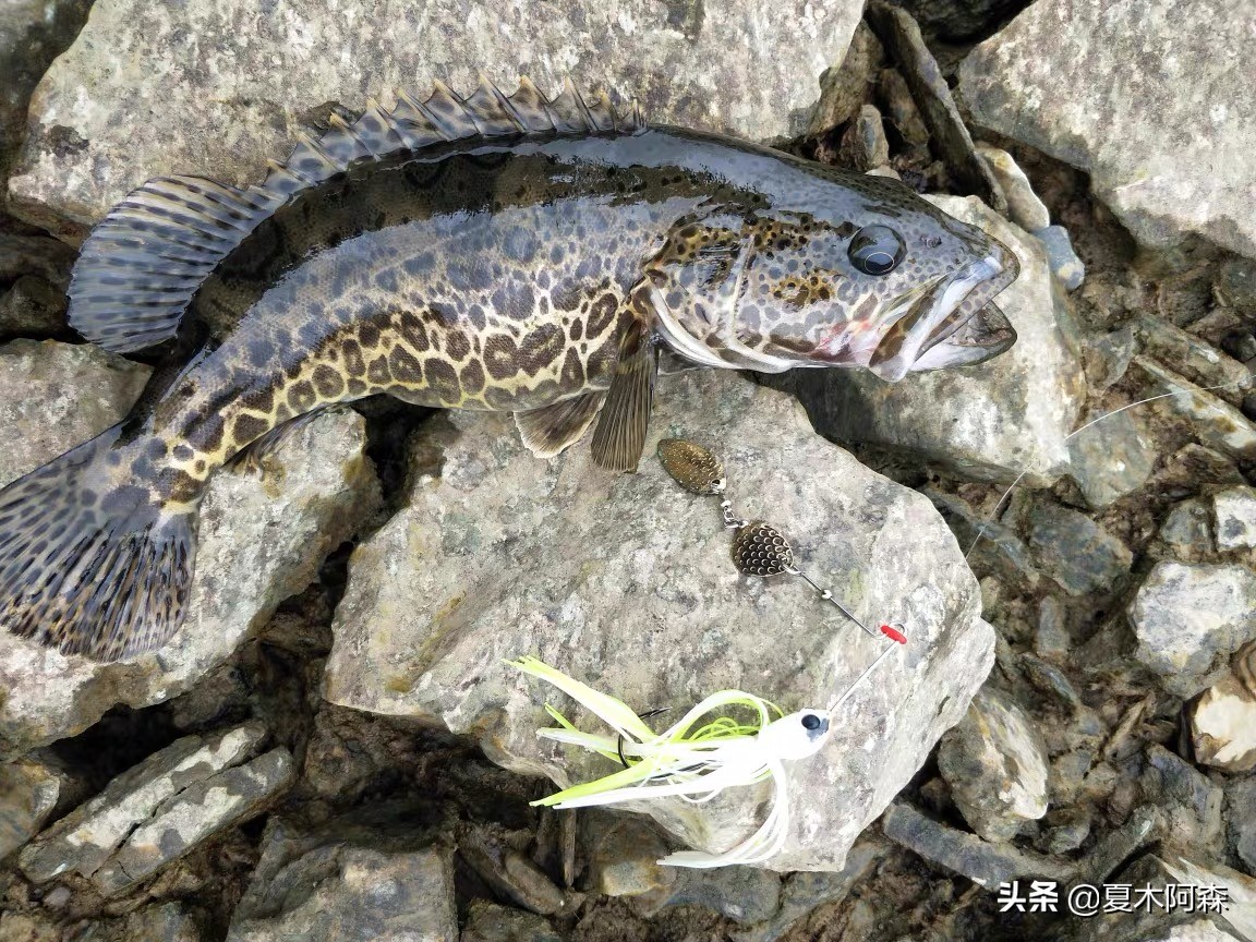 路亚不知道钓什么鱼用什么饵,路亚新手不会打前导怎么办