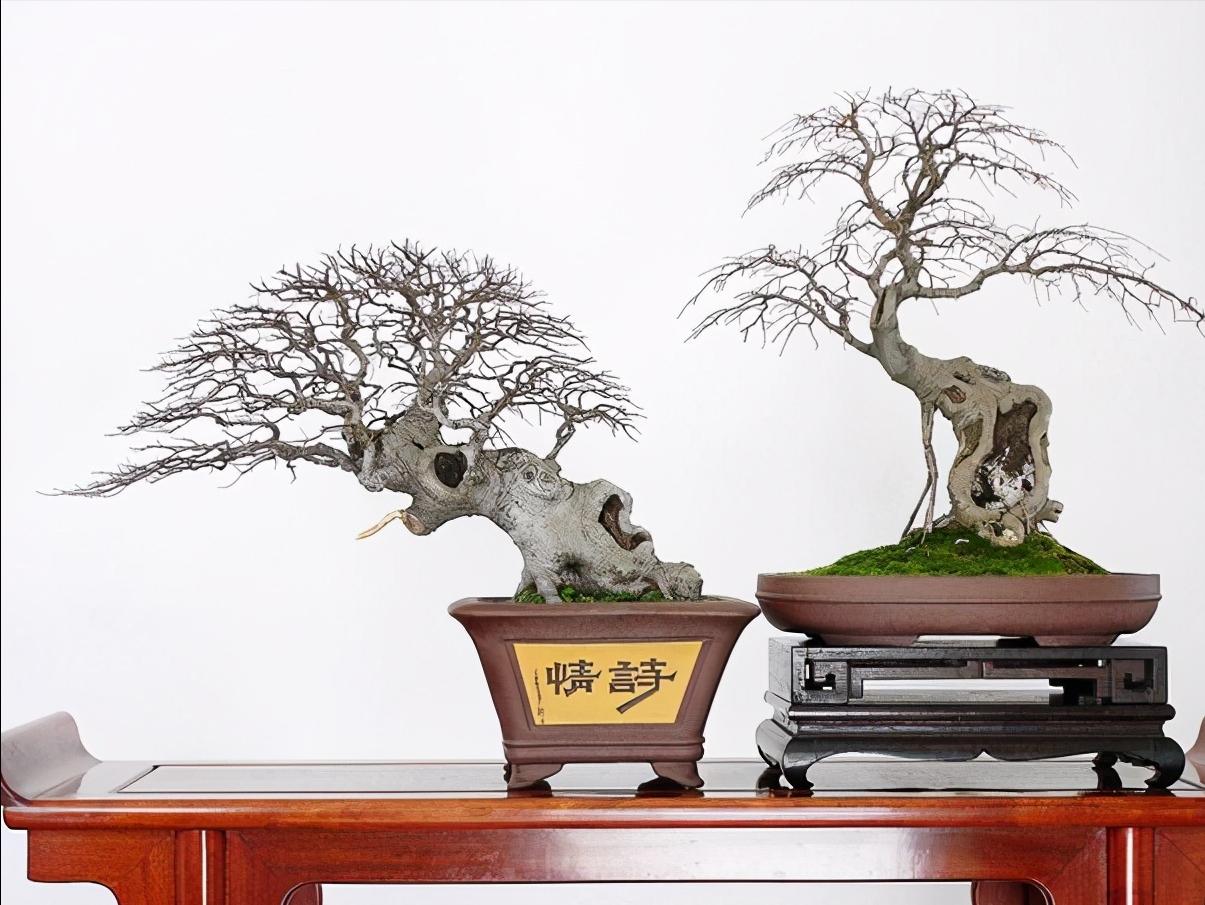 朴树下山桩上盆后如何裁枝,朴树适合种什么盆景