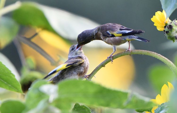 一种来自非洲的野鸟,被人工繁育出数百个品种,惊艳了整个世界