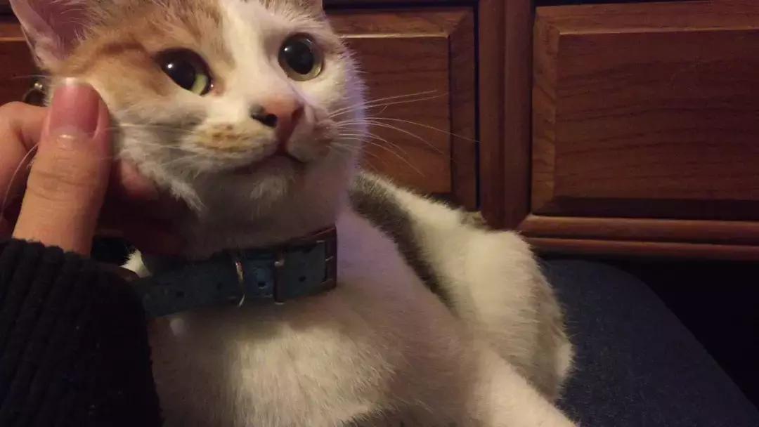 猫咪为躲吸猫人群藏在角落,店员将其拖出后,猫脸上满是不情愿!