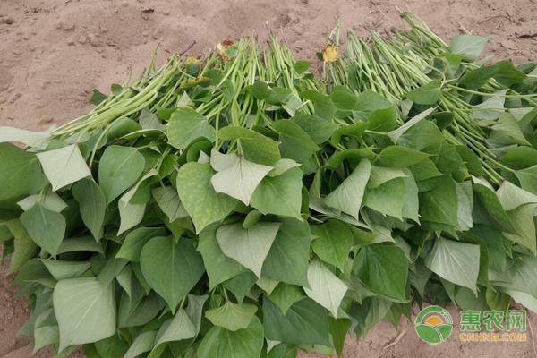 红薯育苗100万株苗成本是多少,杂交板栗红薯一亩地种多少株