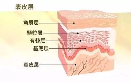 水乳面霜精华的正确护肤方法,护肤步骤原液精华水乳霜