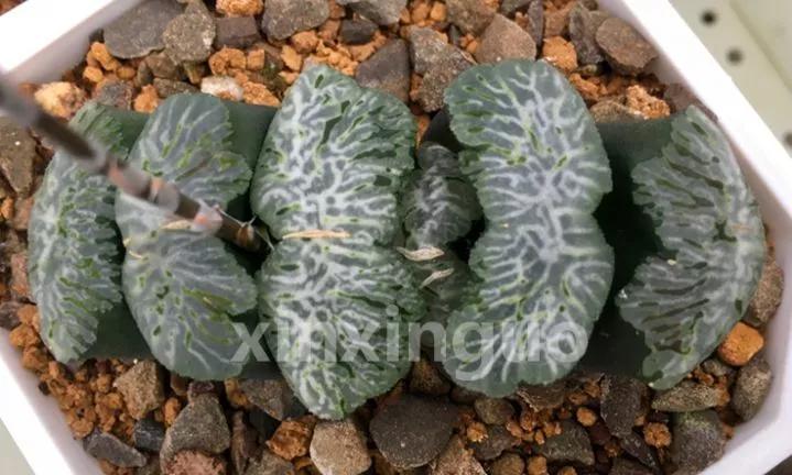 郭氏---台湾行之李瑞斌大棚及布楚礼多肉植物园游记