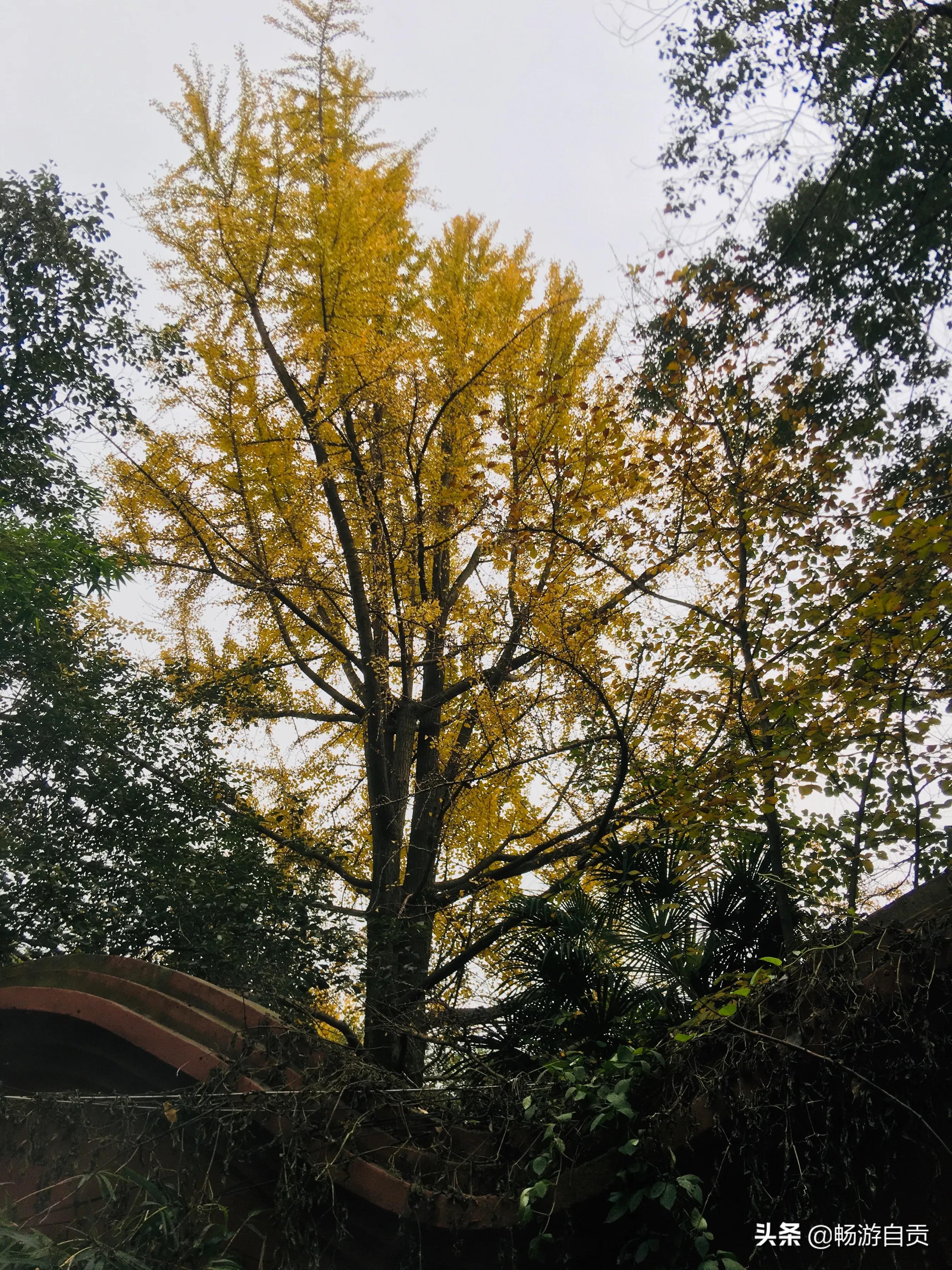 恰逢仲冬季节，追寻自贡唯美黄金叶