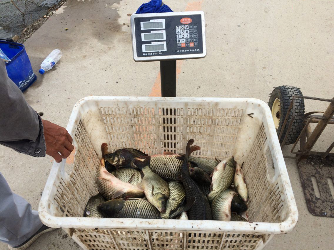 “小黄面”为什么风靡黑坑?它是一种怎样的钓饵,从四个方面探究