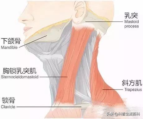 长期用电脑肩颈疼痛怎么治疗,长期电脑工作肩颈痛按摩