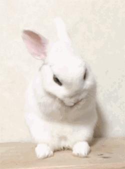 兔兔辣么阔爱，你怎么不养兔兔？