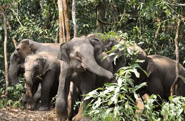 15头大象一路北迁原因,大象迁徙17头为何还剩15头