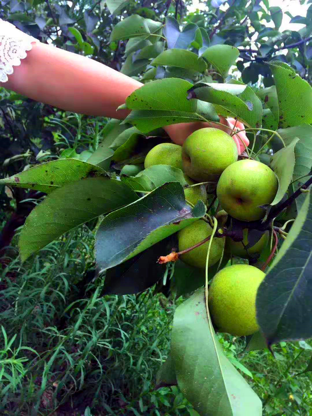 野趣大自然亲子农场攻略一日游,周末驾到