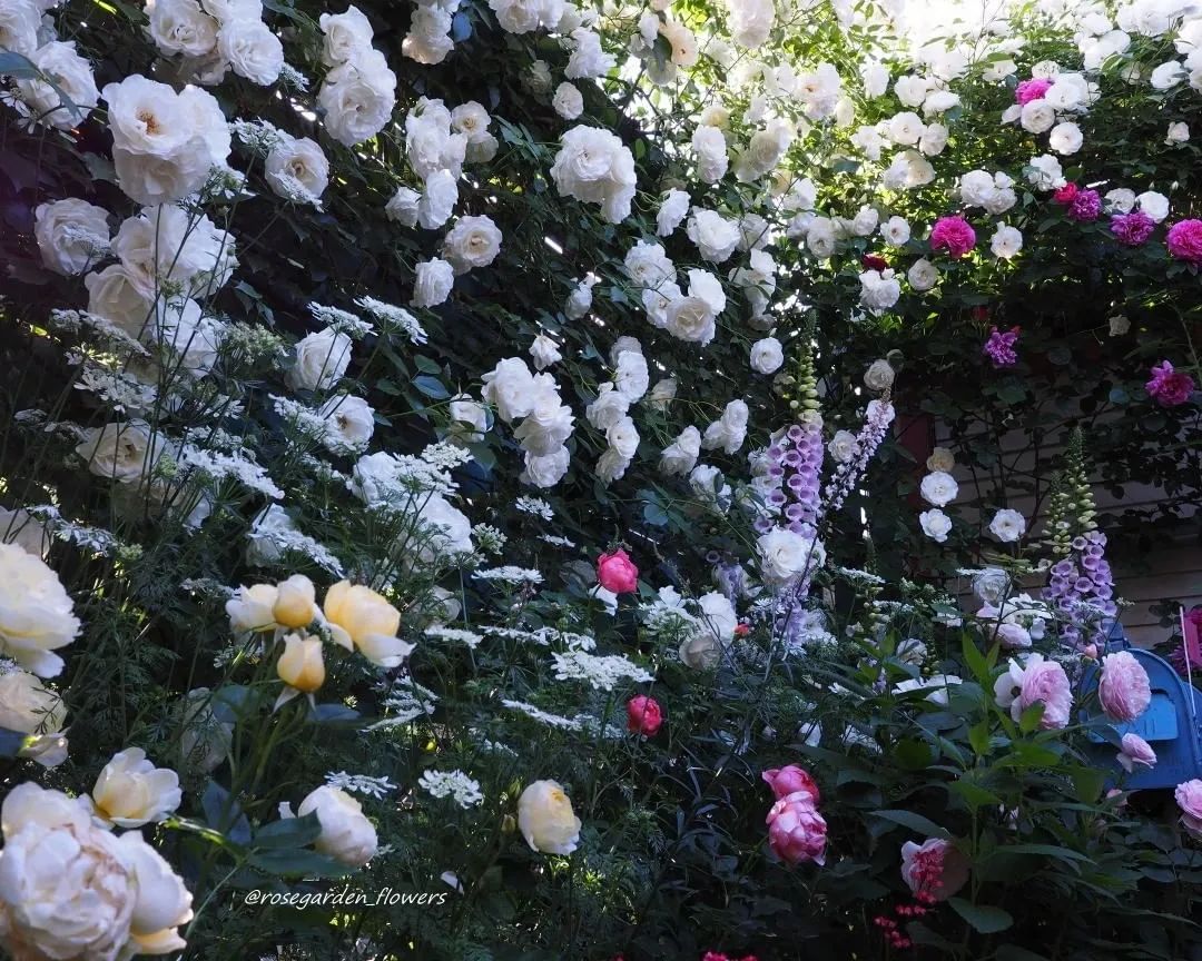 太毒了！“别人家”的月季花园，美到让人窒息