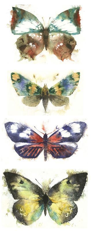 五彩缤纷的蝴蝶图片,五彩斑斓的漂亮的蝴蝶