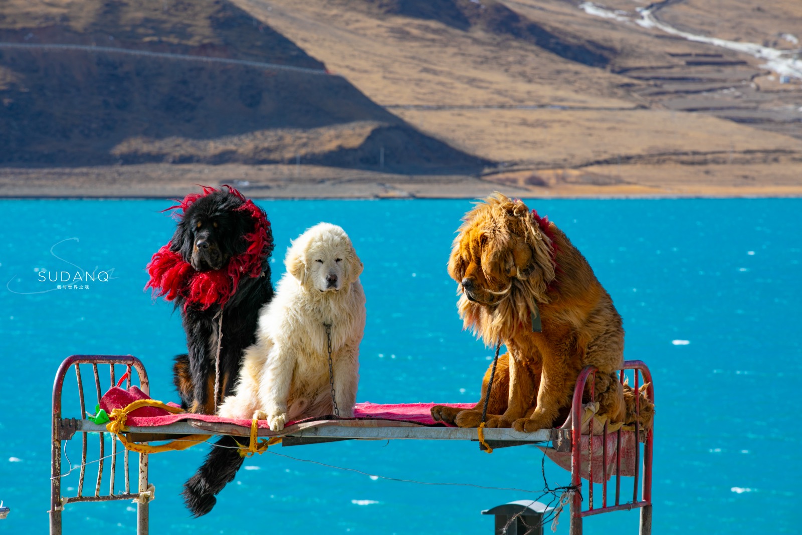 世界上最凶猛的三大猛犬,世界上最凶猛又忠诚的犬