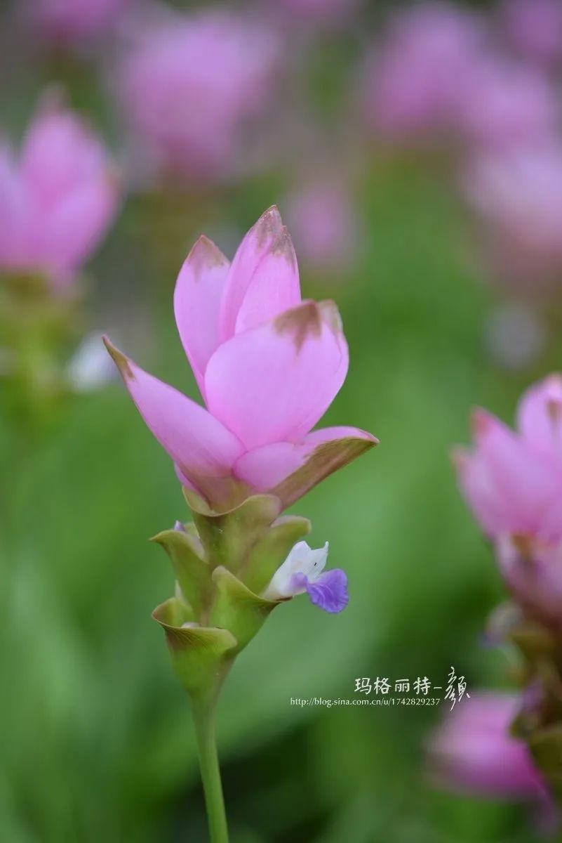 家里要有氛围感什么花比较好,家里高级的花