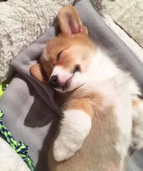 柯基犬与泰迪犬的优缺点,柯基犬的优点缺点有哪些