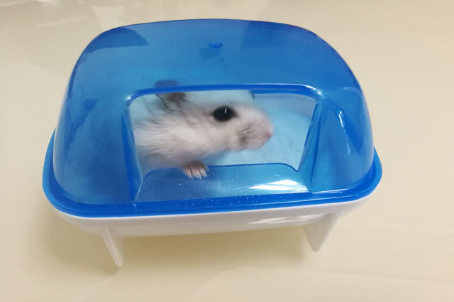 怎么教仓鼠在浴沙洗澡,怎么给仓鼠洗笼
