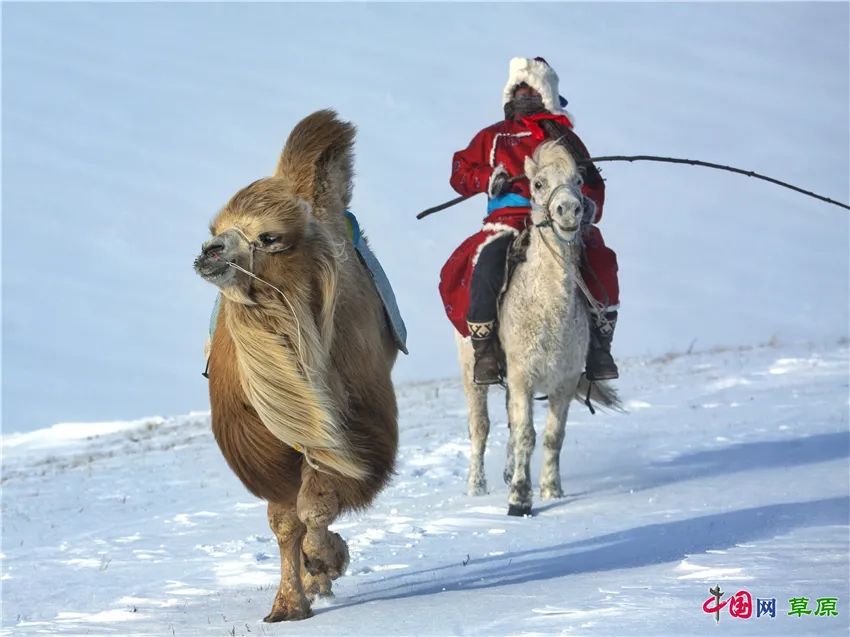 一起去看美丽的坝上草原,秋季坝上草原游记