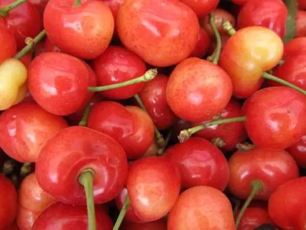 西安2023樱桃采摘园附近,西安樱桃采摘园地图