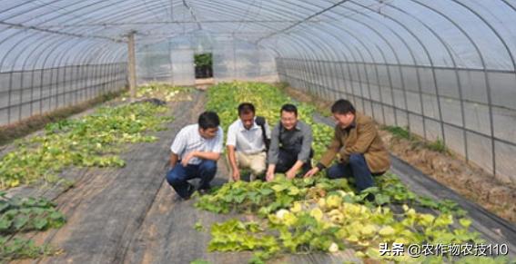 大棚甜瓜种植技术视频教程,大棚种植甜瓜利润怎么样