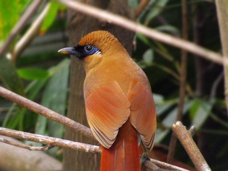 国内值得去的十大动物园,国内最值得去的动物园