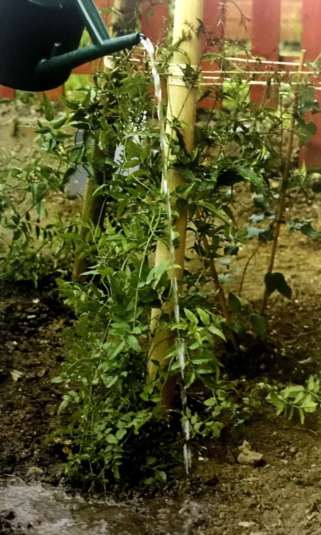 种植小树苗的正确步骤图片,新种植的小树苗一个月能长啥样