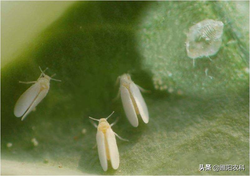 专治粉虱虫的特效配方,抗性粉虱特效药