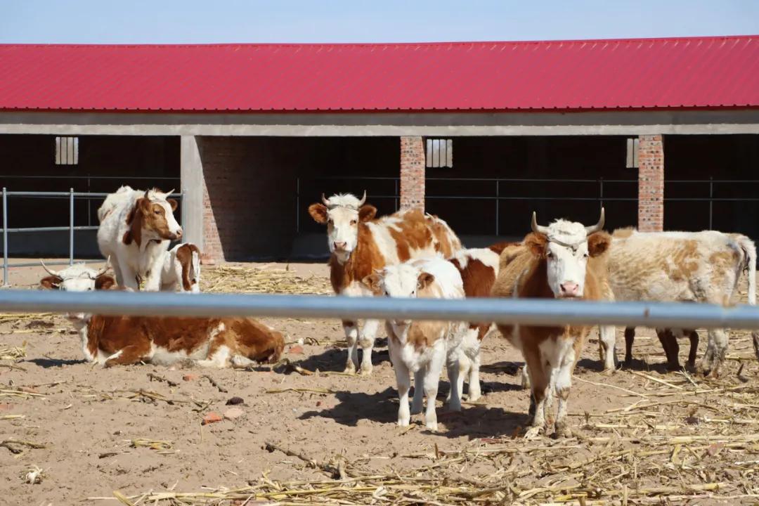 【同心奔小康】小八仙筒村：牛人·牛事·牛日子