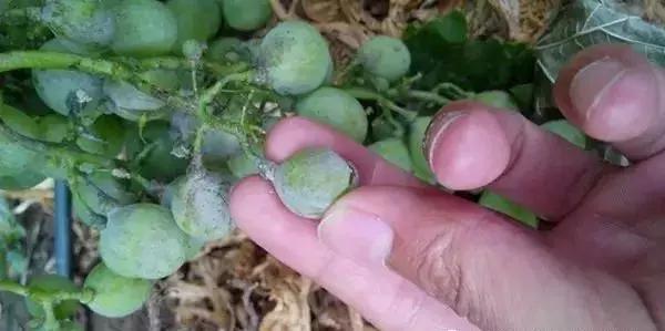 白芨病害及防治,白粉病用药防治