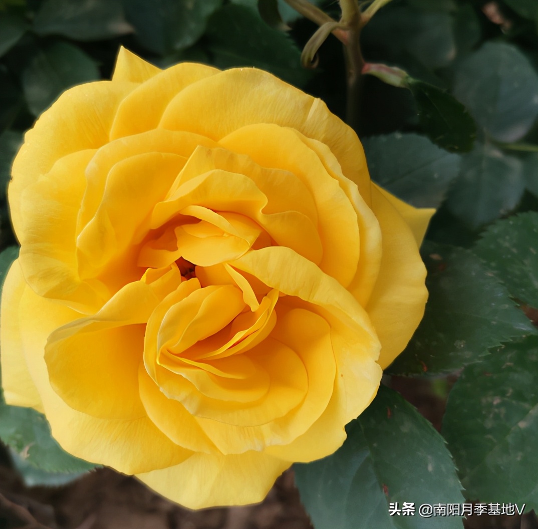 16种双色条纹月季,耀眼的明星月季