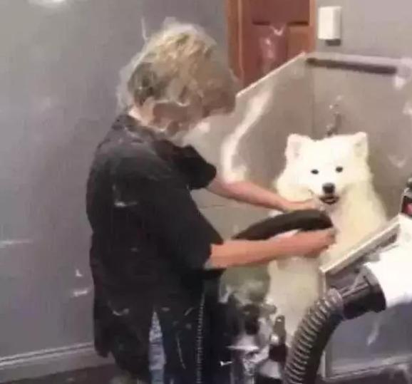 雪橇三傻萨摩耶如何训练抓野兽,萨摩耶雪橇三傻