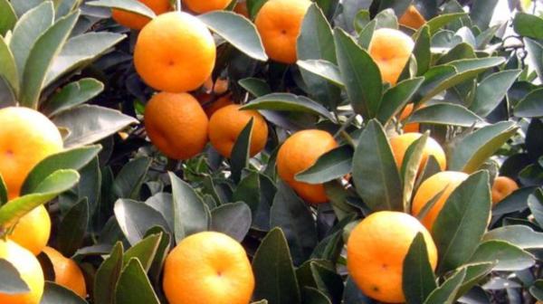 江西米粉批发厂家直销江西特产,江西最贵的白酒江西特产酒排行榜