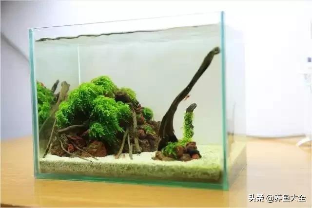 虾爆缸怎么办,极火虾怎么快速爆缸