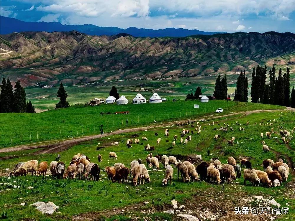 伊犁可克达拉草原,伊犁草原之旅